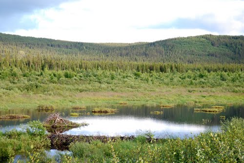 Beaver Dam on Rene Levasseur Island